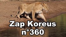 Zap Koreus n°360
