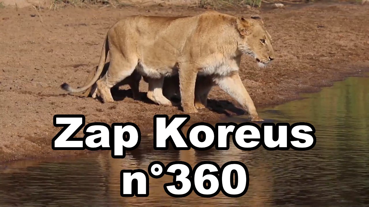 Zap Koreus n°360