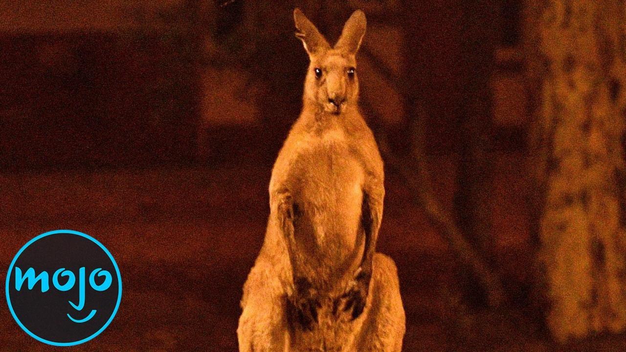 Why is Australia on Fire?