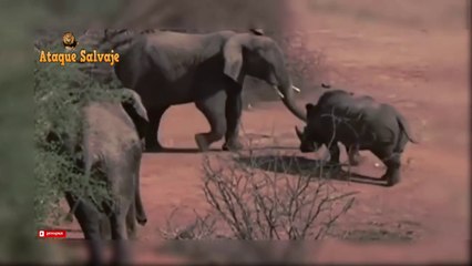 Animales Pelean. Rinoceronte vs Elefante y León. Rhino Attack Elephant