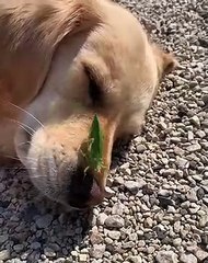 Golden Doggo Befriends Summer Bug
