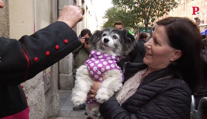 'Fiesta Animal': Almeida prescinde de las protectoras