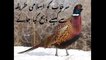 How to Butcher and Clean Ring-Necked Pheasant Male in 2020 by Farming With Hobby