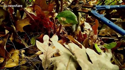 Rabbit snared in Rhode Island fence rescued by two guys with bolt cutters