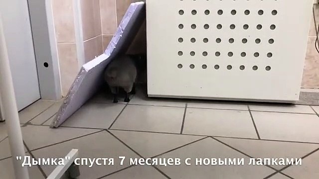 Dymka volvió a caminar gracias a las nuevas prótesis que fueron integradas a sus patas