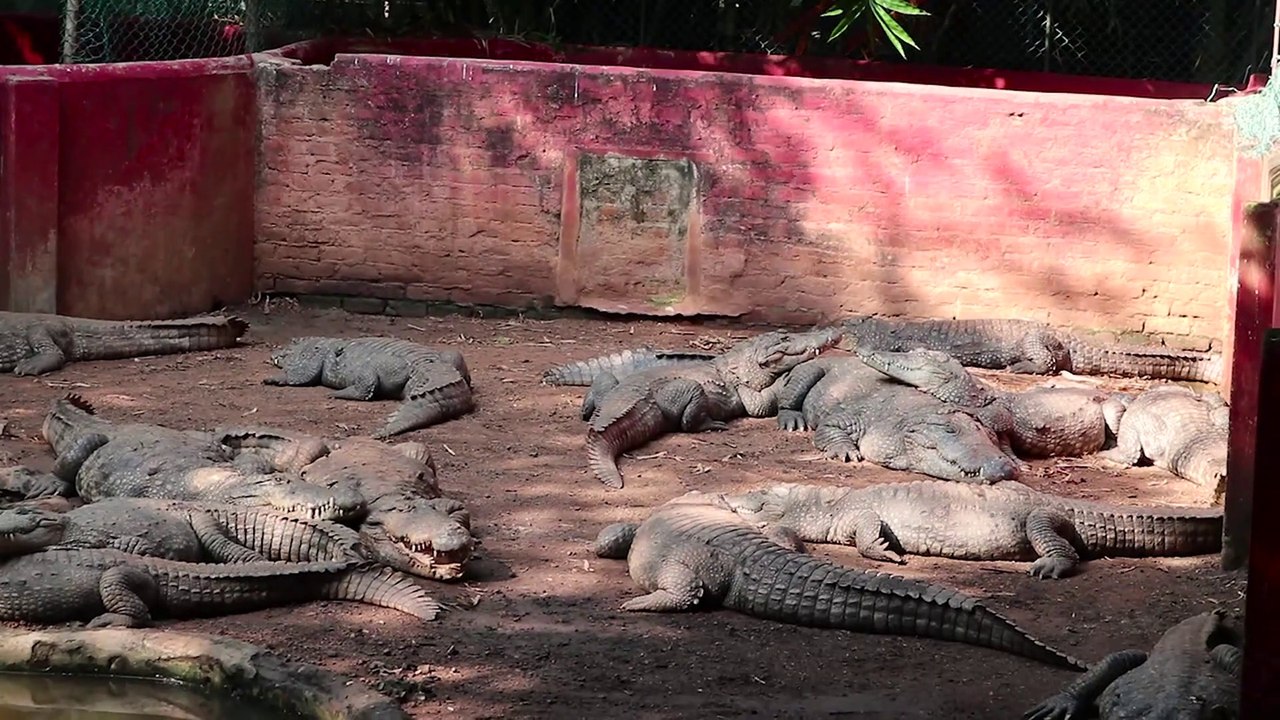 ഐഓ  എന്ത് വലിയ snake പാർക്ക്‌..chennai snake park/guindy national park