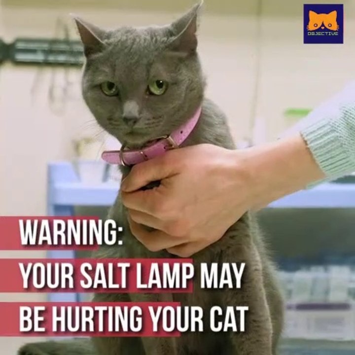 Himalayan Salt Lamps Can Kill Cats Due to Salt Poisoning!