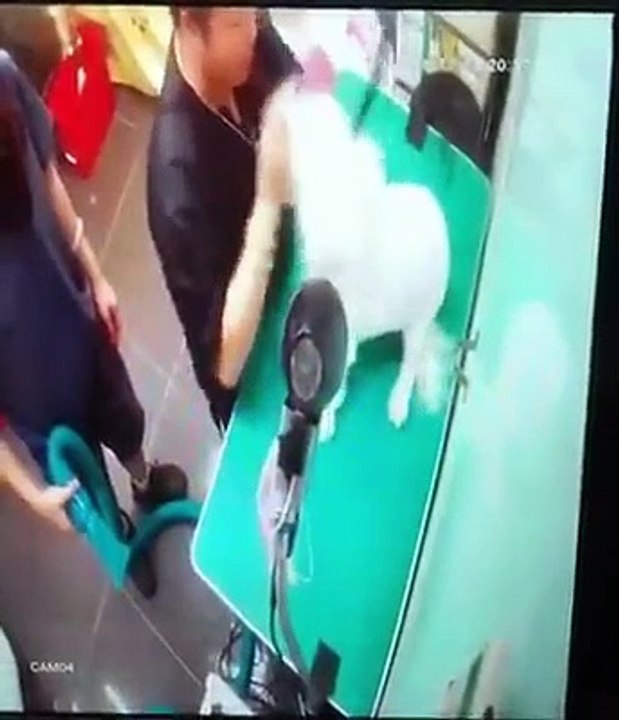 [Backup] 大埔翠怡花園C座地下4A鋪 御犬舍 虐狗