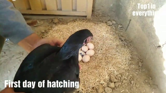 Broody hen and baby chicks | Hen hatching eggs to chicks | Hatching eggs whole process