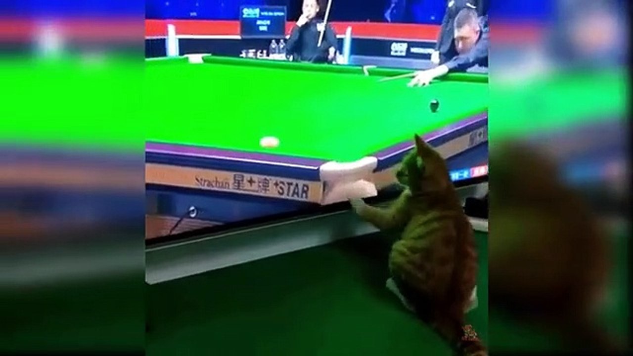 Baby_Cats_-_Cute_and_Funny_Cat_Videos_