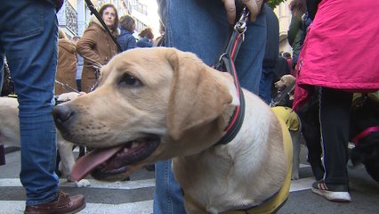 Madrid celebra San Antón con los animales como únicos protagonistas