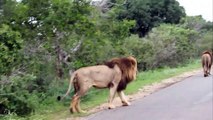 Four huge male lions walking in the road Kruger National park