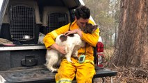 Koala-sniffing dog saves animal lives amid Australia’s bush fires