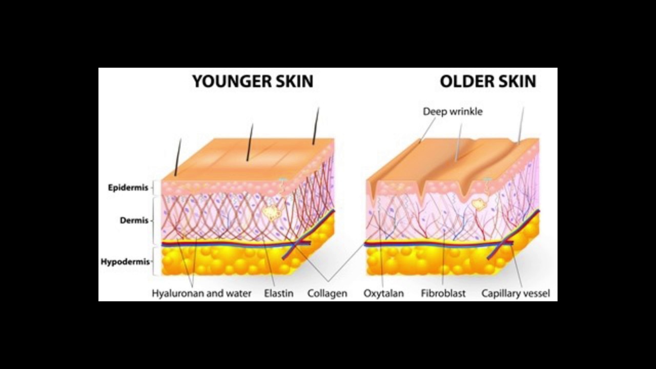 NutriCellix FIT Vanilla & Chocolate Meal Replacement Shake