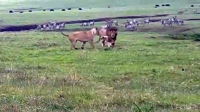 Un petit chien s'en prend à des lions en pleine savane... Même pas peur
