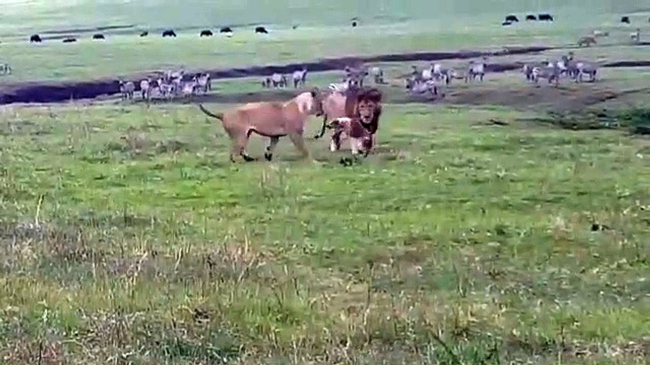 Un petit chien s'en prend à des lions en pleine savane... Même pas peur