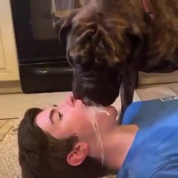 Voilà une gamelle pour chien plutôt sympa