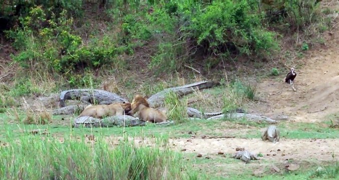 Quand il s'agit de partager un repas, crocodiles et Lions s'entendent bien