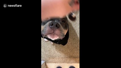 Adorable pit bull, Thor, getting ready for his close up in New Jersey