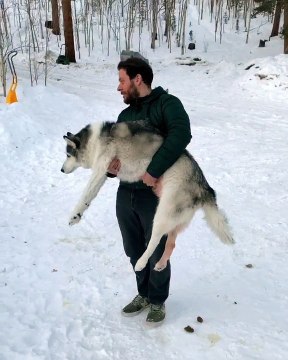 Human Helps Husky Do Number Two