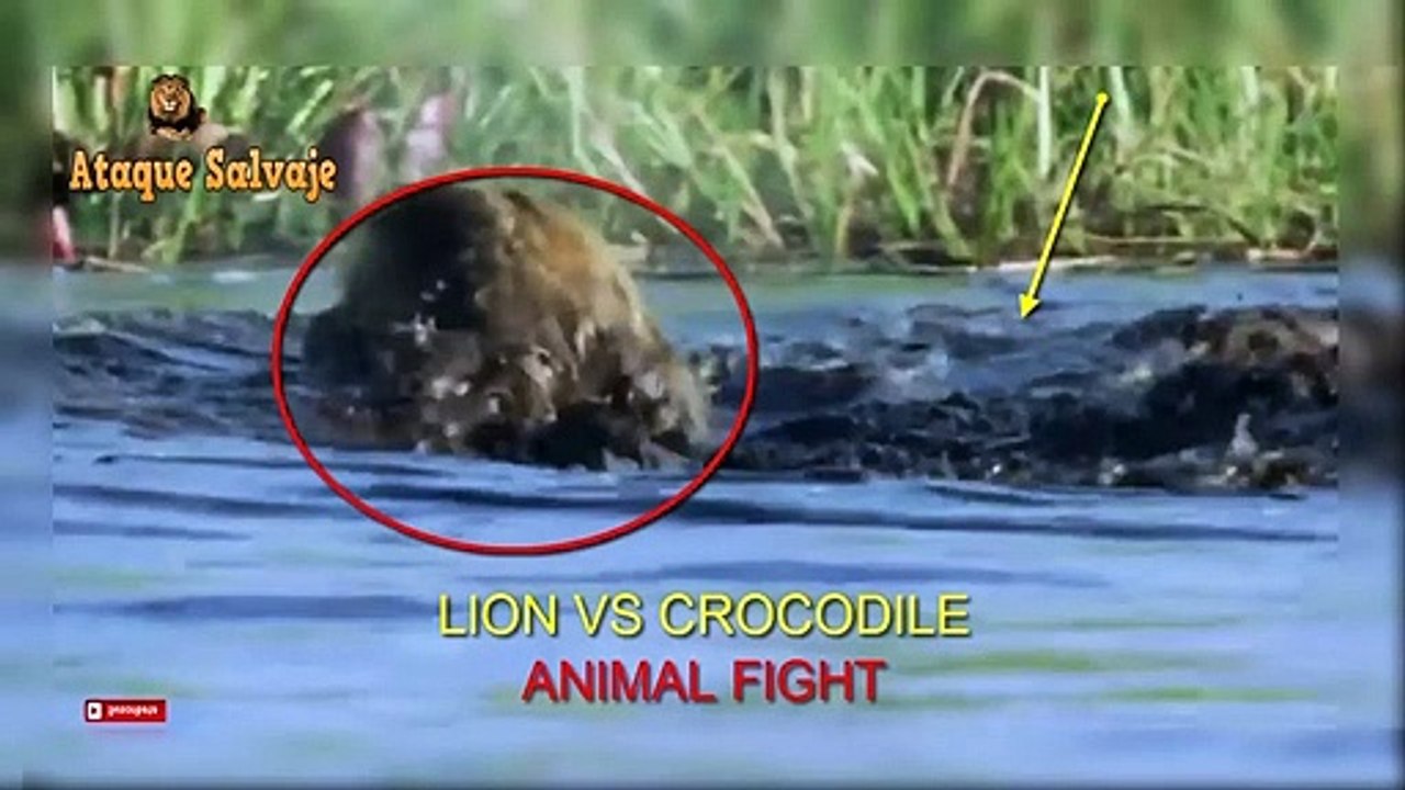 León va Cocodrilo Ataque. Lion vs Crocodile. Wild Animal Fight