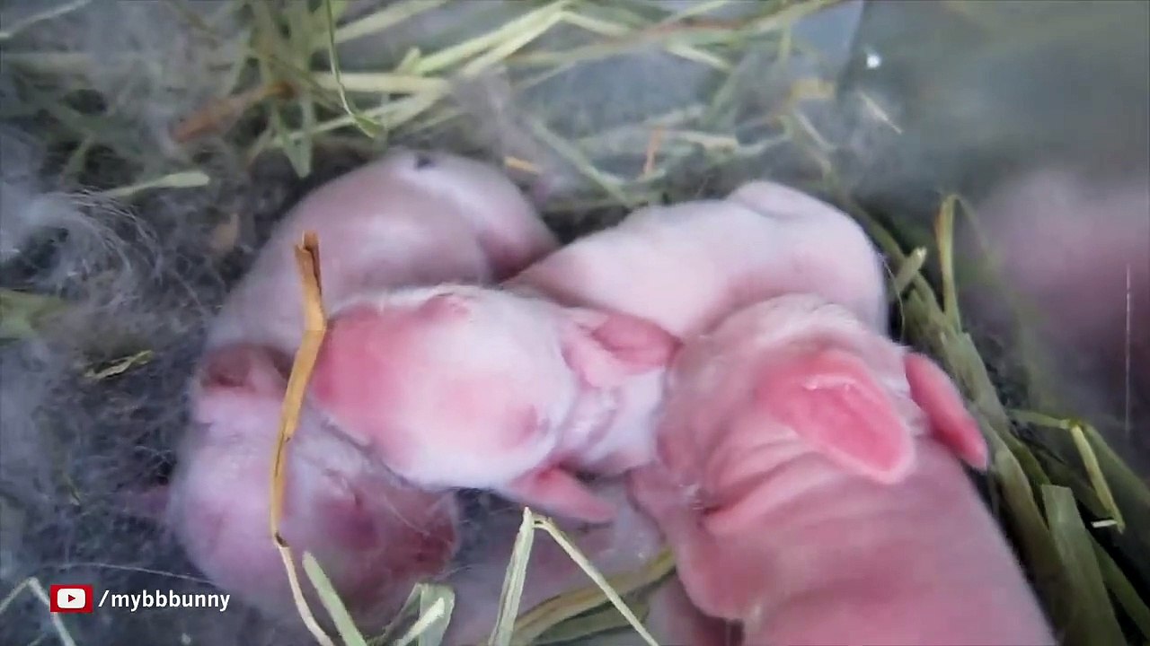 The Cutest Baby Bunnies - Newborn to 28 Days