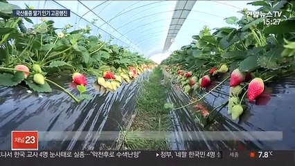 대형마트 매출 1위 딸기…국산품종, 일본품종 밀어내
