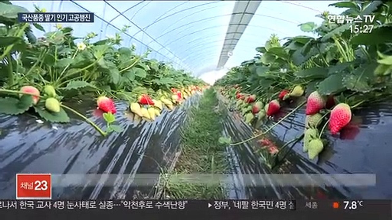 대형마트 매출 1위 딸기…국산품종, 일본품종 밀어내