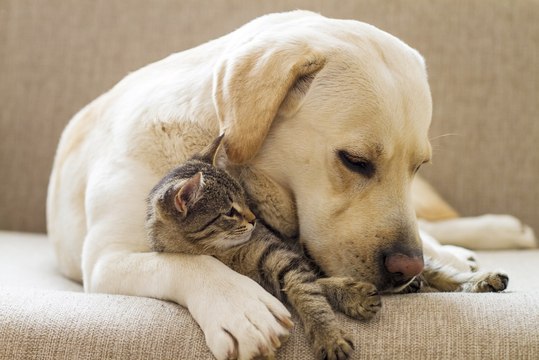 Plutôt chiens ou chats ? Votre réponse définit votre personnalité