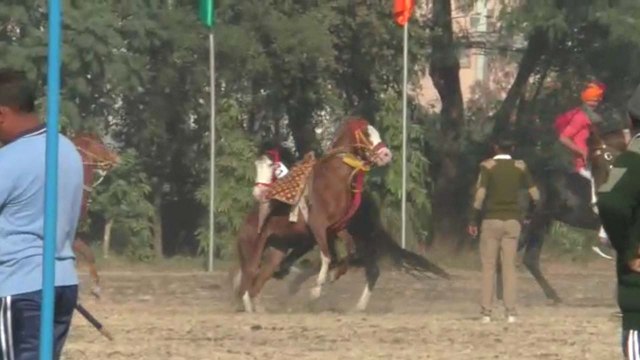 CM रूपाणी की मौजूदगी में अश्व शो में बेकाबू हुए घोड़े, पुलिसकर्मियों में भगदड़ मची, VIDEO