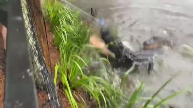 Cierran un parque zoológico en Australia por las fuertes inundaciones