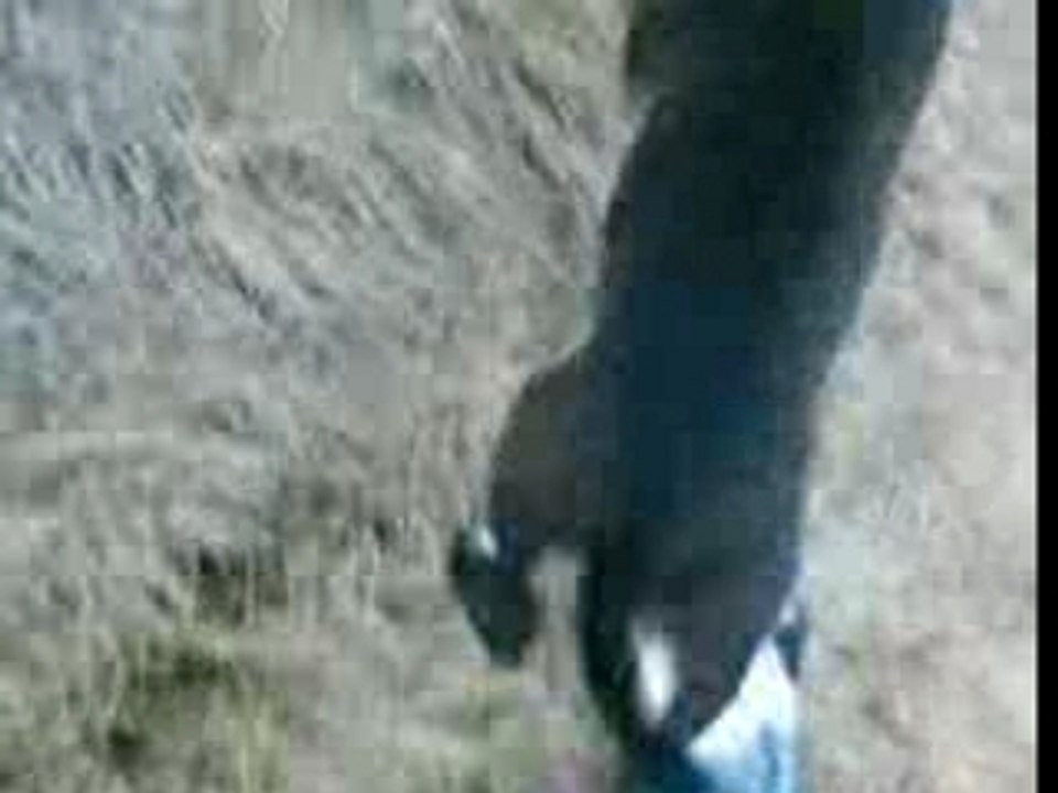 diablo pittbull 4 mois attack