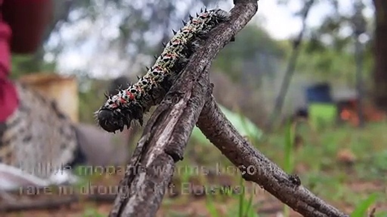 Botswana's edible caterpillars decimated by drought