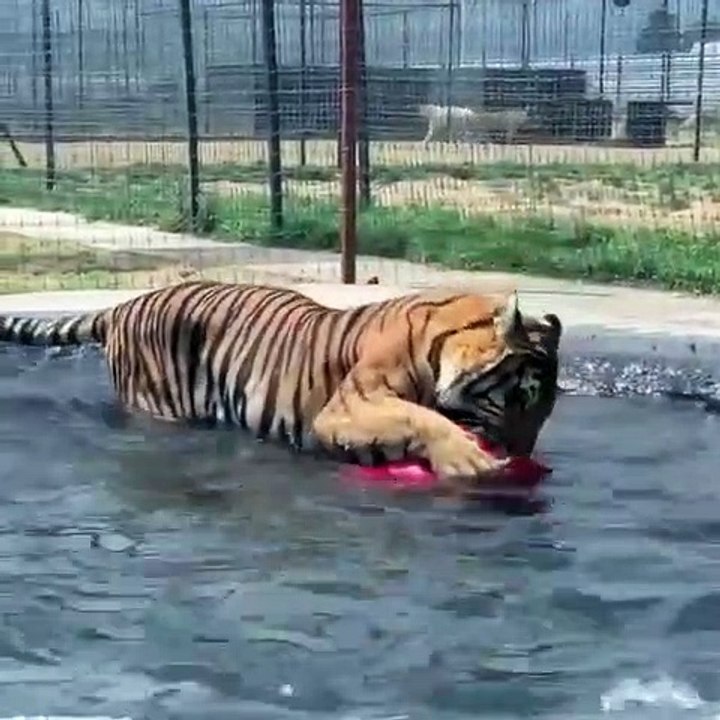 Tiger playing with a big red ball