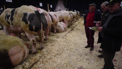 Concours de BBB ( Blanc, Bleu, Belge ) à Ciney