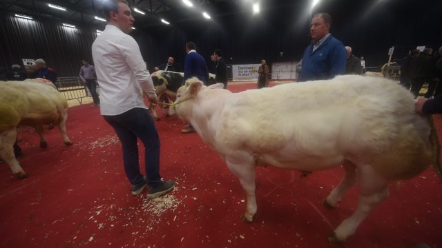 Concours de BBB ( Blanc, Bleu, Belge ) à Ciney