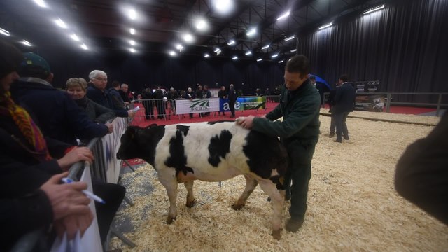 Concours de BBB ( Blanc, Bleu, Belge ) à Ciney (2)