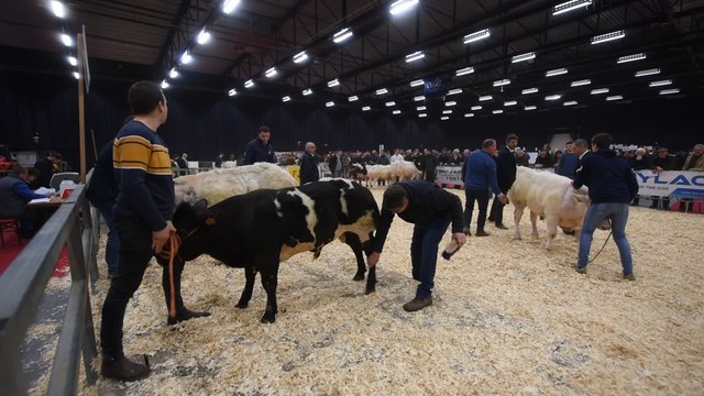 Concours de BBB ( Blanc, Bleu, Belge ) à Ciney (3)