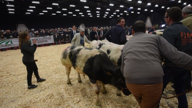 Concours de BBB ( Blanc, Bleu, Belge ) à Ciney (4)