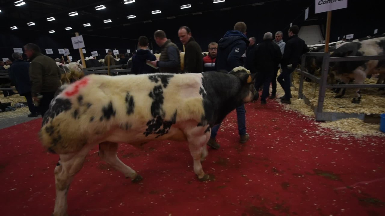 Concours de BBB ( Blanc, Bleu, Belge ) à Ciney (5)