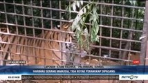 Harimau Serang Manusia, Tiga Kotak Perangkap Dipasang