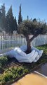 Man Creates Beautiful Sculpture around Olive Tree