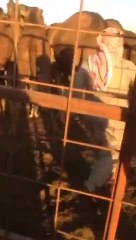 अरब के लोग ऊंटनी के पेशाब से मुंह भी धोते हैं, प्यास भी बुजाते हैं....।। गौमूत्र पर मजाक उडाने वालों को यह भी सच्चाई दिखाऐं....।। देसी वीडियो तड़का