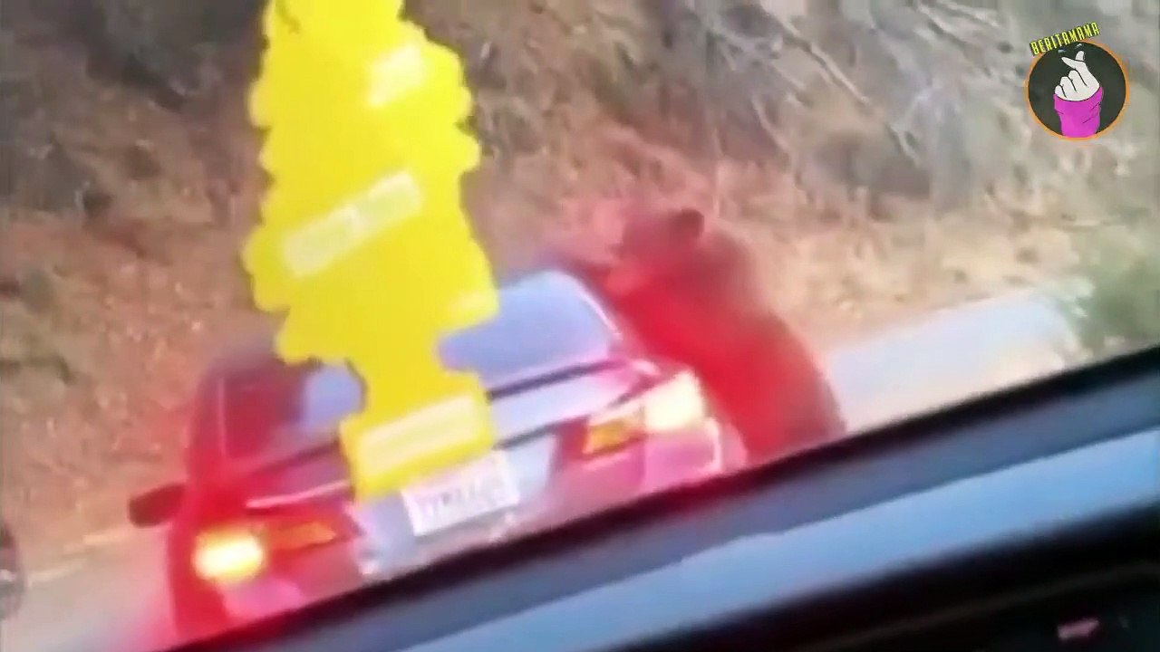 Mengerikan, Baru Parkir Sebentar Tiba-Tiba Datang Beruang Naik Ke Atas Mobil!