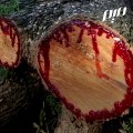 شجرة دم الأخوين الأسطوريّة في سُقطري