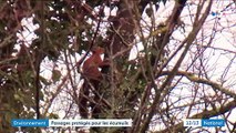 Environnement : dans l'Oise, un passage protégé pour les écureuils