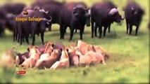 Bufalos Atacan a Leones Hambrientos. Buffalo Attacks Lion Wild