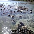 Des centaines de palourdes se referment à marée basse et c'est tellement drôle à voir