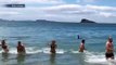 Des touristes se baignent alors qu'une orque affamée se rapproche dangereusement