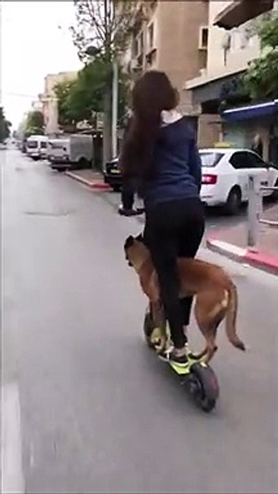 Faire de la trottinette avec son chien... La grande classe